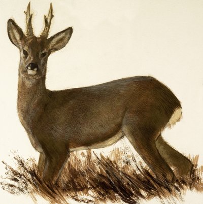 Karaca Geyik by English School