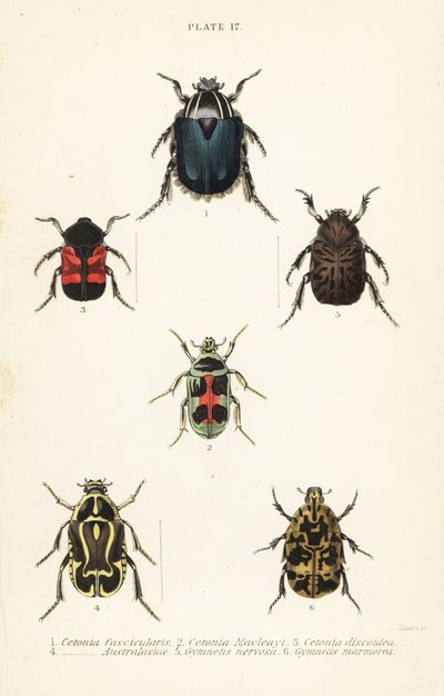 Gül chafer böcekleri: Cetonia fascicularis 1, Heterorhina macleayi 2, Gametoides subfasciata 3, kemancı böceği, Eupoecila australasiae 4, Gymnetis hiyeroglyphica 5 ve Gymnetis marmorea 6 by English School