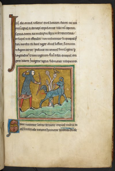 Kraliyet 12 F.XIII, f.16   Bir hayvana ok atan bir avcı.  Bestiary (ff. 3-141), Lapidary (ff. 141v-149)  13. yüzyılın 2. çeyreği by English School