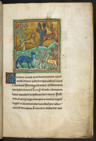 Kraliyet 12 F.XIII, f.7   Bir deve ve başka bir hayvanla birlikte bir geyiği kovalayan bir leopar.  Bestiary