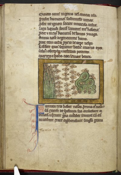 Royal MS 12 C XIX, f.24v Karıncalar, 