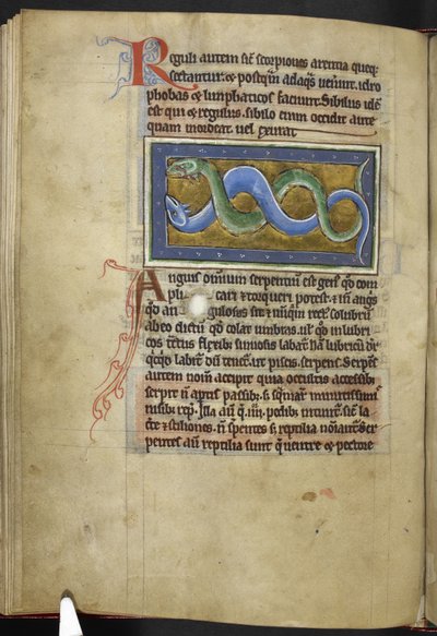 Royal MS 12 C XIX, f.63v Anguis, 