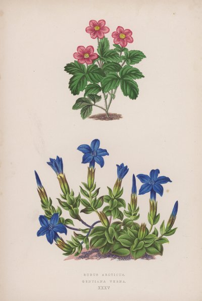 Rubus Arcticus; Gentiana Verna (renkli taş) by English School