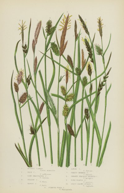 Russet Carex, Soluk Carex, Uzun Bracteated Carex, Sarı Carex, Tawny Carex, Gevşek Carex… (renkli lito) by English School
