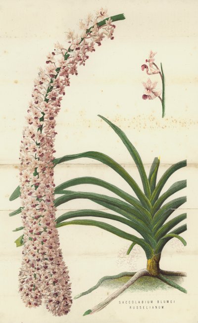 Saccolabium Blumei Russelianum (chromolitho) by English School