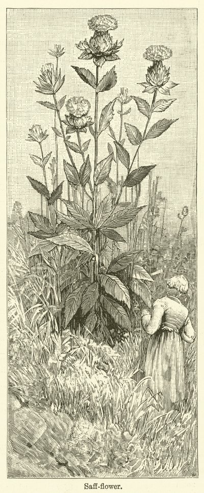 Saff-flower (gravür) by English School