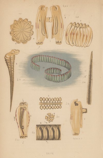 Salpae (üyeler) by English School