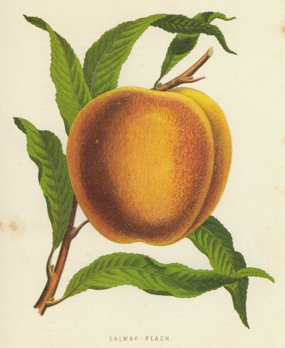 salway şeftali by English School
