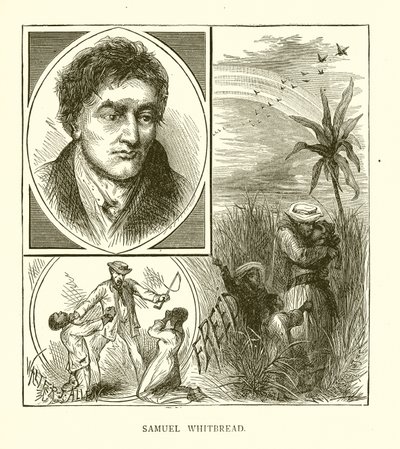 samuel beyaz ekmek by English School