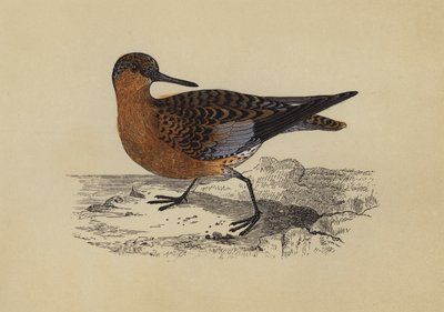 Çulluk (renkli lito) by English School