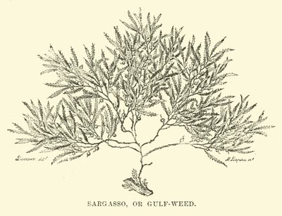 Sargasso veya Körfez otu by English School