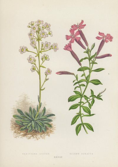 Saxifraga Aizoon; Silene Schafta (renkli lito) by English School