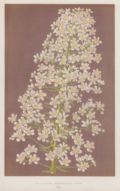 Saxifraga longifolia Vera (renkli lito) by English School