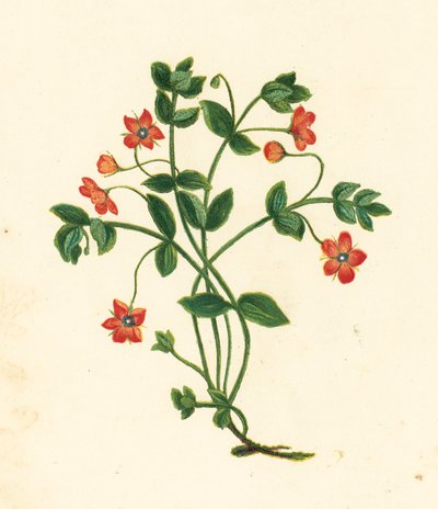 Scarlet Pimpernel, Anagallis Arvensis (renkli lito) by English School