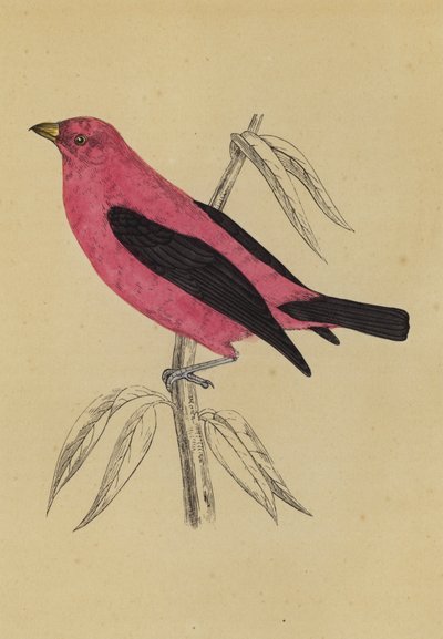Scarlet Tanager (renkli lito) by English School