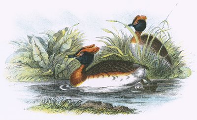 Sklavonian Coot by English School