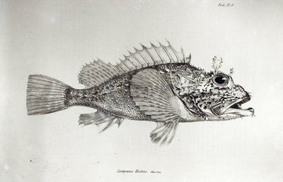 Akrep Balığı, Charles Darwin