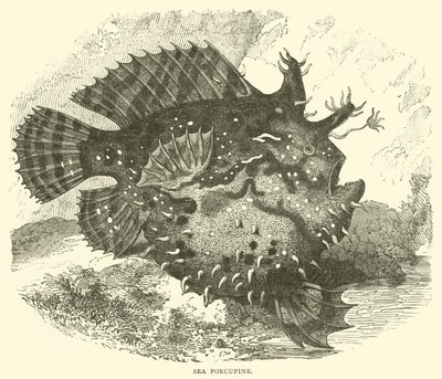 Deniz Kirpisi (gravür) by English School