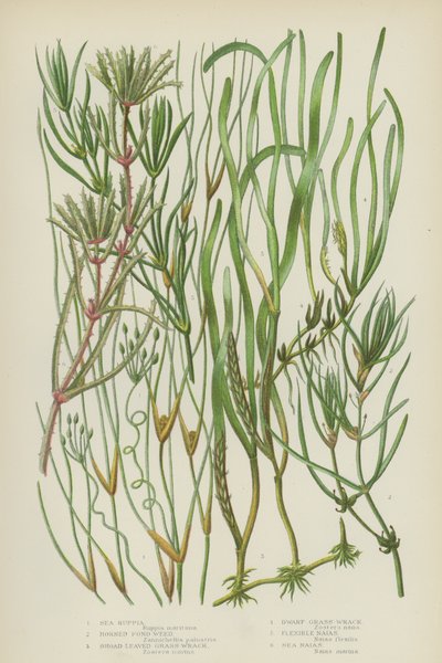 Deniz Ruppia, Boynuzlu Gölet Otu, Geniş Yapraklı Çimen Yığın, Cüce Çimen Yığın, Esnek Naias, Deniz Naias (renkli litho) by English School