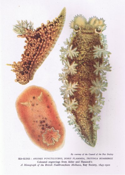 Deniz Sümüklüböcekleri, Britanya