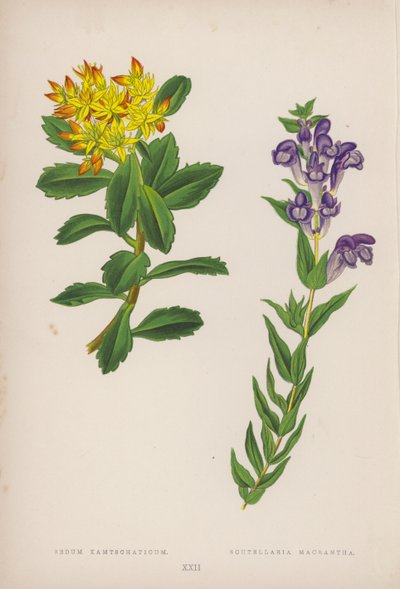 Sedum Kamtschaticum; Scutellaria Macrantha (renkli lito) by English School