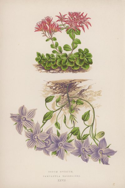 Sedum Spurium; Campanula Barrelieri (renkli lito) by English School