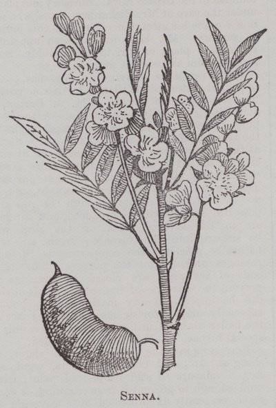 Senna (gravür) by English School
