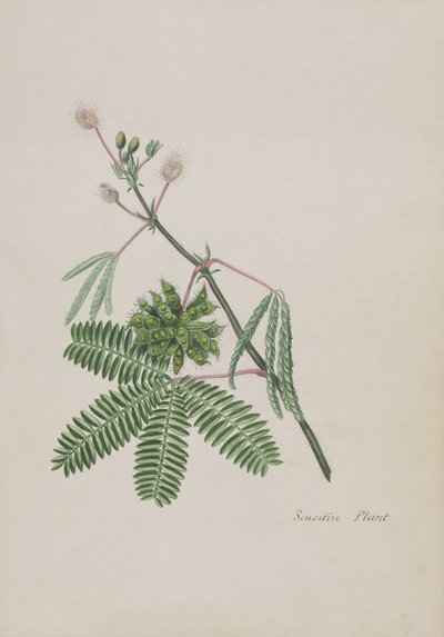 Sensitive Plant, Şiirler, Grafit Çizimler ve Suluboyalar Albümünden illüstrasyon, c.1828 (kağıt üzerinde wc) by English School
