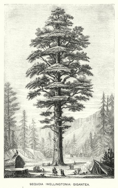 Sequoia (Wellingtonia) Gigantea (gravür) by English School