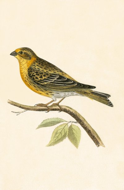 Serin Finch, Charles Robert Bree (1811-86) tarafından 