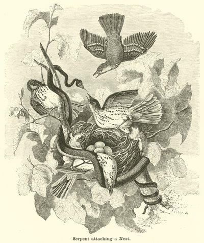Yuvaya saldıran yılan by English School
