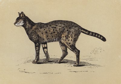 Serval (renkli lito) by English School