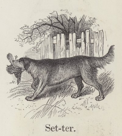 Setter (gravür) by English School