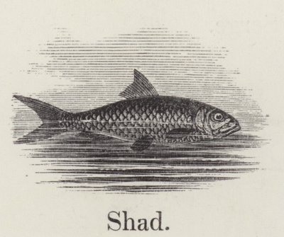 Shad (gravür) by English School