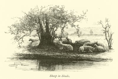 Gölgede Koyun by English School