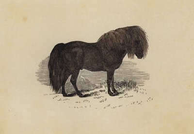 Shetland Midillisi (renkli taş) by English School