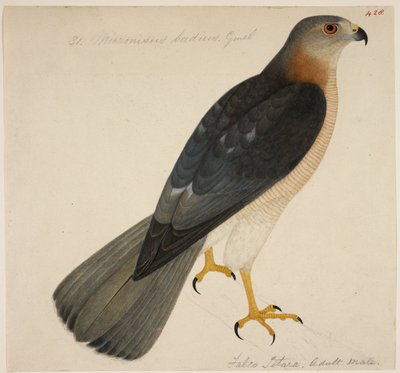 Shikra veya 