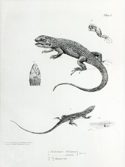 Shingled Iguana, Charles Darwin