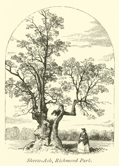 Hırçın Kül, Richmond Parkı by English School