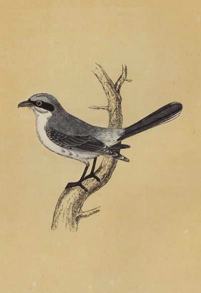 Shrike (renkli lito) by English School