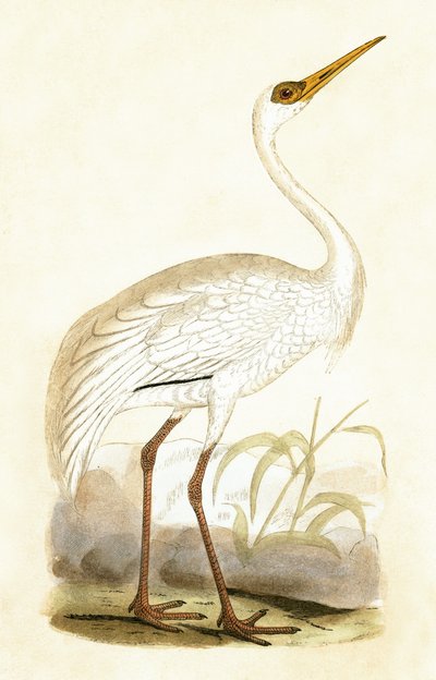 Sibirya Turna, Charles Robert Bree (1811-86) tarafından 