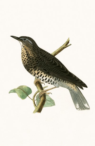 Sibirya Pamukçuk, Charles Robert Bree (1811-86) tarafından 