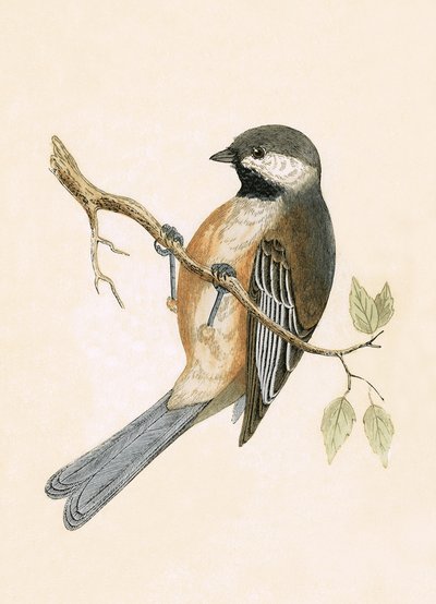 Sibirya Baştankara, Charles Robert Bree (1811-86) tarafından 