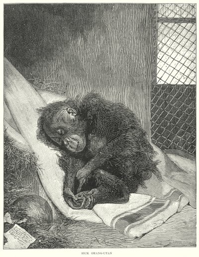 Hasta Orangutan (gravür) by English School