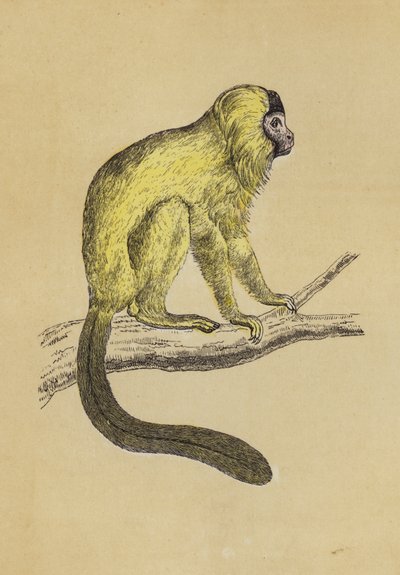 İpeksi Tamarin (renkli lito) by English School