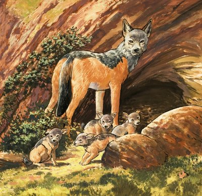 Gümüş Sırtlı Çakal ve yavruları by English School