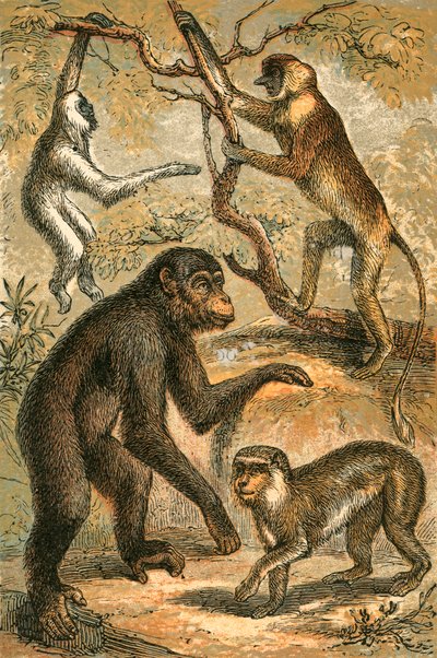 Simli Gibbon, Hortum Maymun, Şempanze ve Berberi Maymun by English School
