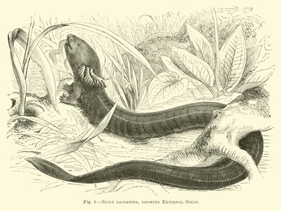 Siren Lacertina, Dış Solungaçları Gösteriyor by English School
