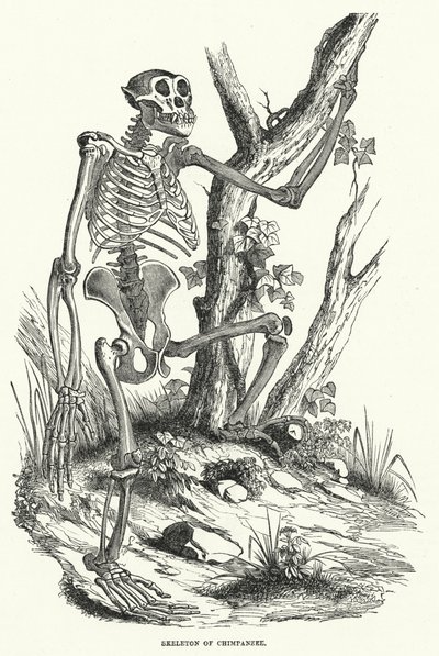 Şempanze İskeleti (gravür) by English School