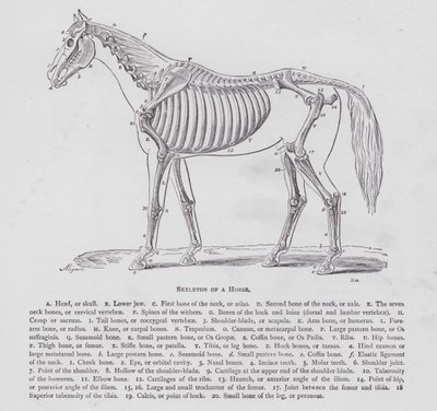 At İskeleti (gravür) by English School